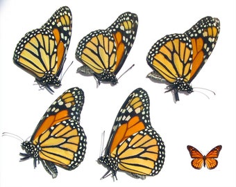 5 st riktiga fjärilar Danaus plexippus (Monarkfjäril) tapetserade omonterade för konstverk, ramar, taxidermi entomologisamling