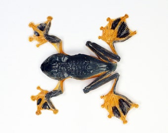 Rana arbórea seca real Rhacophorus reinwardtii Horror Halloween Taxidermia Gótico