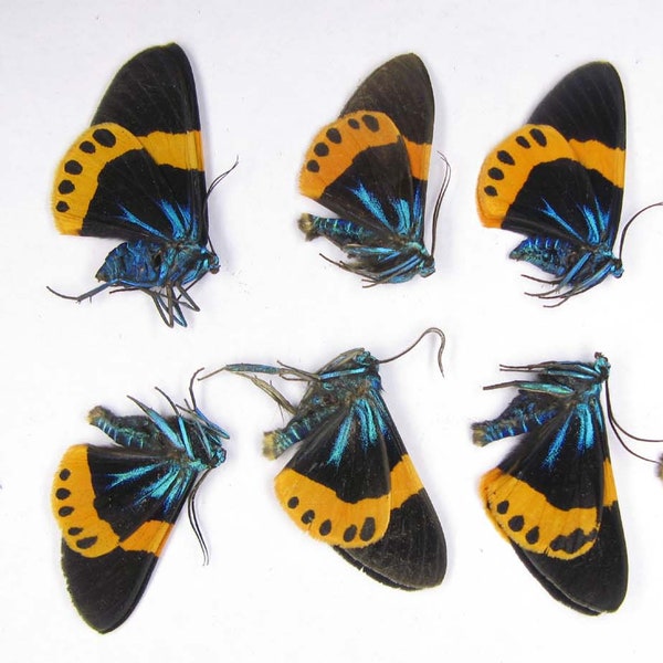 Multicolored butterflies Milionia basalis 10pcs papered unmounted insects for artwork taxidermy