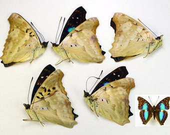 Skimrande gröna små färgfjärilar Doxocopa cherubina tapetserade omonterade 5 st för konstverk, ramar, dekor, entomologisamling