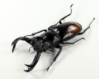 Riktig ekoxe Hexarthrius parryi paradoxus 70+ mm för ramar konstverk entomologi taxidermi samlingar
