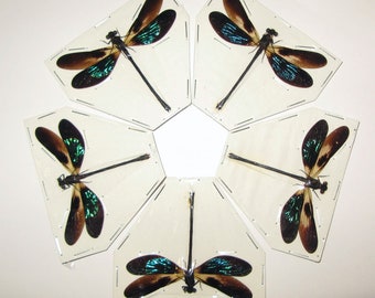 Libélulas azules gigantes auténticas Euphaea variegata, 5 piezas (extendidas), para obras de arte, marcos y colecciones Odonata