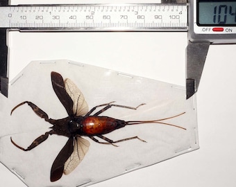 Escorpión de agua real Laccotrephes pfeiferiae Taxidermia de terror