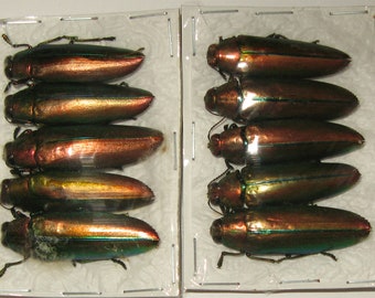 Äkta grön skalbagge Chrysochroa aurora A - 10 st grossist för konstverk insekt taxidermi låga priser