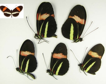 Color butterflies Heliconius melpomene amaryllis 5pcs papered unmounted for frames artworks collections