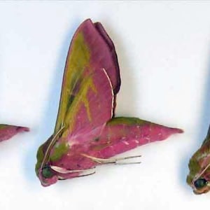 Pode incluir: Cinco esculturas decorativas de mariposas com asas rosa e amarelas e um corpo escuro. As asas têm uma aparência texturizada e estão dispostas em fila sobre um fundo branco. As esculturas são provavelmente para decoração de casa.