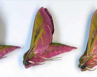 5 ejemplares de polilla esfinge rosa Deilephila elpenor (Sphingidae), sin montar, en papel, para marcos de obras de arte, colección de entomología.