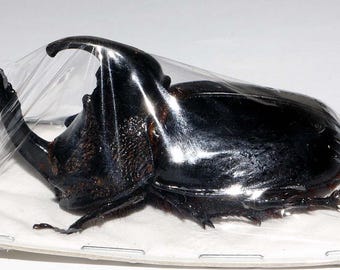 Riktig jättenoshörningsbagge Trichogomphus simson 45-50 mm för konstverk och samlingar taxidermi entomologi