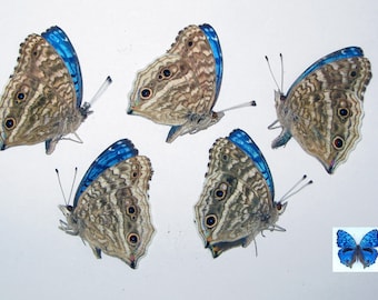 Mariposas tropicales azules pequeñas y bonitas. Precis rhadama en papel, sin montar, 5 unidades para arte y colección.