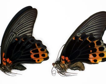Svarta tropiska fjärilar Stor mormon Papilio memnon agenor par hane + hona tapetserad omonterad för konstverk och samling