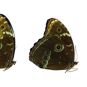 Vere farfalle blu, 2 pezzi di Morpho achilles iridescenti su carta non montata per opere d'arte, cornici, collezione di tassidermia ed entomologia.