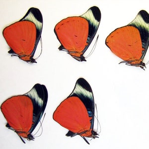 Panacea prola (red butterfly) 5 pcs wholesale for artwork and collections