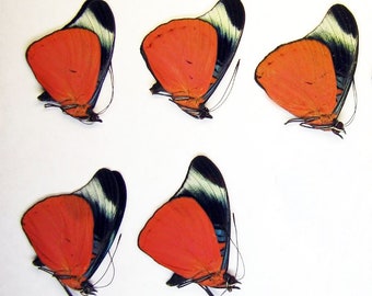 Panacea prola (red butterfly) 5 pcs wholesale for artwork and collections
