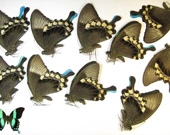Papilio blumei 10males (A-) real butterfies papered unmounted for artwork, insect taxidermy