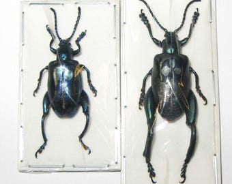 Riktig liten grönblå metallisk grodbagge Sagra femoralis hane och hona för konstverk och samlingar ovanliga insekter taxidermi entomologi