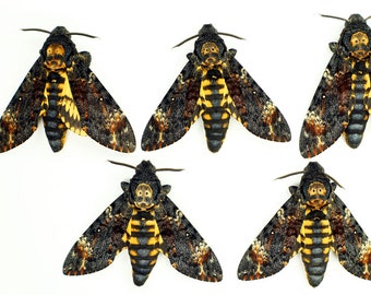 5 mâles Real Deaths Head Hawk Moth Acherontia atropos ex-ovo Sphingidae tapissés non montés pour les illustrations et les cadres