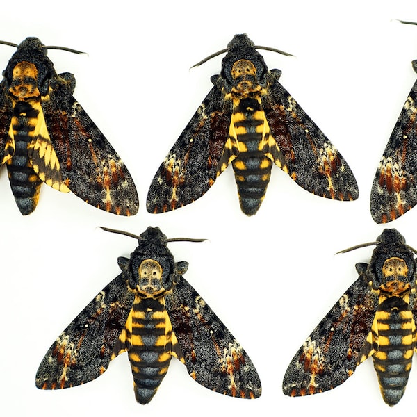 5 mâles Real Deaths Head Hawk Moth Acherontia atropos ex-ovo Sphingidae tapissés non montés pour les illustrations et les cadres