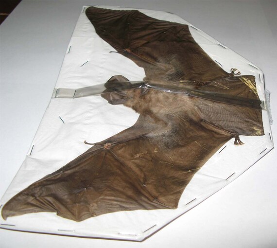 Nycteris javanica Bat Skull Taxidermy REAL