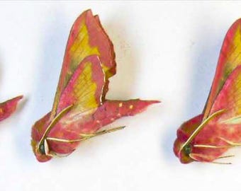 5 st liten elefanthökmal Deilephila porcellus Sphingidae tapetserad omonterad för konstramar entomologisamling