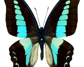 10 mariposas reales Graphium sarpedon empapeladas sin montar para taxidermia artística