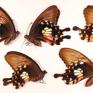 Real butterflies Papilio polytes romulus Common Mormon 5females papered unmounted for artwork