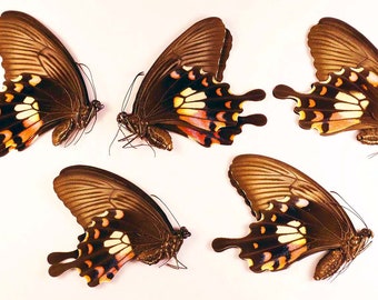 Riktiga fjärilar Papilio polytes romulus Vanlig mormon 5 honor tapetserade omonterade för konstverk