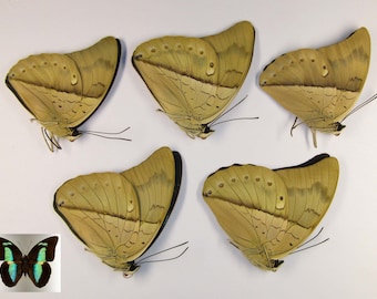 Prepona amphimachus al por mayor empapelado sin montar 5 piezas para obras de arte