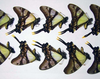 Eurytides serville papered unmounted 10 males for artwork and frames real butterfly