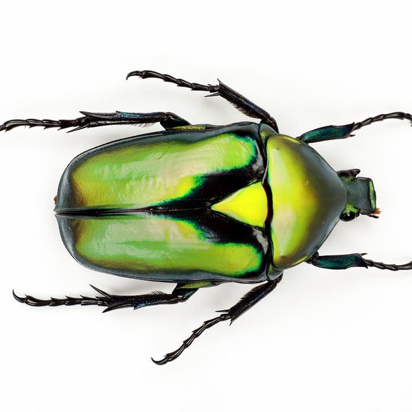 Véritable coléoptère vert irisé Rhomborrhina resplendens pour les œuvres d’art et les collections entomologie taxidermique