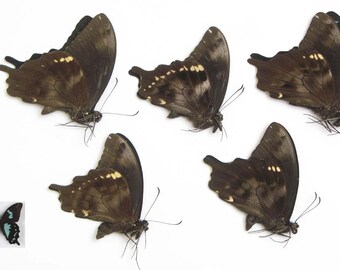 Papilio epiphorbas 5pcs (A1/A-) real blue-black butterflies wholesale papered unmounted for artwork