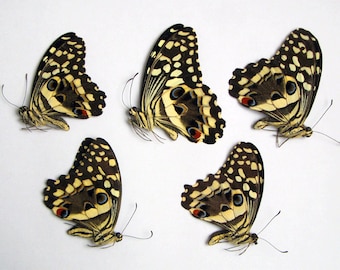 5 st riktiga tropiska fjärilar Citrus Swallowtail Papilio demodocus tapetserade omonterade för konstverk grossistlågt pris
