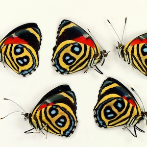 Real small color butterflies Callicore peristera papered unmounted 5pcs for artwork, frames, decor  entomology collection