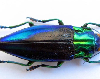 Jewel beetles blue green iridescent Cyphogastra calepyga 10pcs A- for artwork