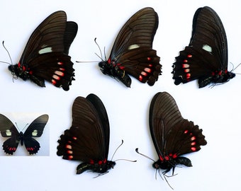Svartröda fjärilar Mimoides tapetserade omonterade 5 st för konstverk, ramar, grossistlager av entomologi
