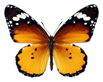 10 piezas Danaus chrysippus Monarca Africana mariposas desmontadas empapeladas para obras de arte, taxidermia de insectos