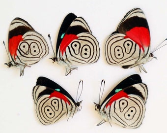 Mariposas reales Diaethria anna empapeladas sin montar, 5 piezas para obras de arte, marcos, colección de taxidermia y entomología