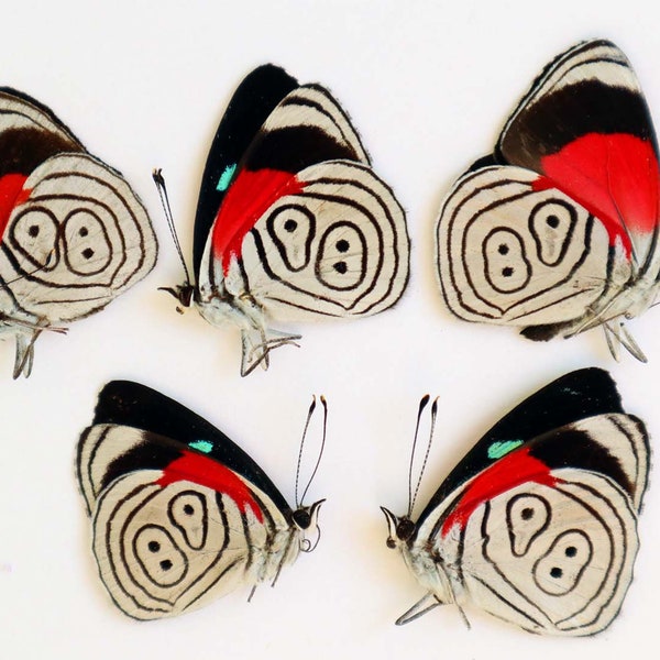 Echte vlinders Diaethria anna behangen niet-gemonteerde 5st voor kunstwerken, frames, taxidermie entomologie collectie