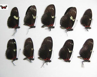 Real nice red black butterflies Heliconius doris red form papered unmounted 10pcs for artwork wholesale