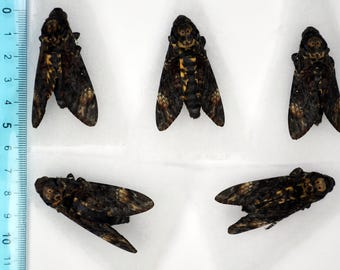 5 st små storlekar Real Deaths Head Hawk Moth Acherontia atropos ex-ovo Sphingidae tapetserade omonterade för konstverk och ramar