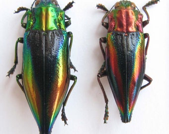 Cyphogastra calepyga and javanica papered for artwork and collections