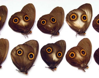 Incroyable papillon avec des yeux sur les ailes Taenaris 10 pcs en gros papier non monté pour œuvres d'art, cadres, collection entomologie