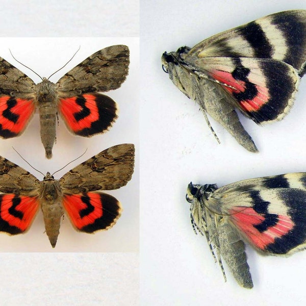 Red Catocala electa pair (male+female) papered unmounted for artwork real butterfies