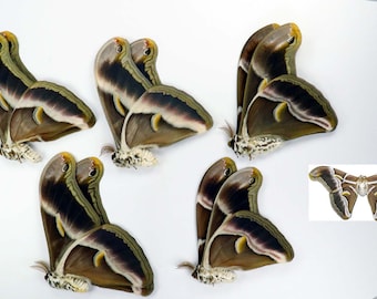 Samia ricini (Indian eri silkmoth) 5pcs (breeding) wholesale papered unmounted for artwork papered butterflies low prices