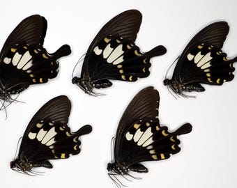 Riktiga fjärilar svartvita Papilio chaon 5 st tapetserade omonterade för konstverk