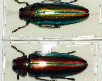 Escarabajo joya Chrysochroa aurora 2 piezas verde iridiscente colorido para obras de arte y colecciones taxidermia entomología al por mayor