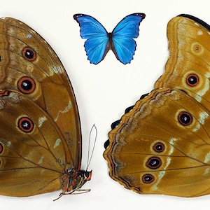 Könnte beinhalten: Ein Bild von Schmetterlingsflügeln und einem einzelnen Schmetterling vor weißem Hintergrund. Die Flügel sind hauptsächlich braun mit komplizierten Mustern und rot umrandeten Flecken. Ein leuchtend blauer Schmetterling befindet sich darüber und zeigt seine leuchtende Farbe und zarte Struktur.