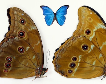 Stora blå fjärilar 2 st Morpho didus skimrande tapetserade omonterade för konstverk, ramar, taxidermi entomologisamling