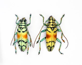 Liten fin guldbagge Sulawesiella rafaelae 2 st för konstverk och entomologisamlingar