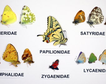 Ensemble papillons 15 pièces de différentes espèces de couleurs pour collectionneurs débutants, entomologiste. Collection pédagogique de 6 familles de papillons