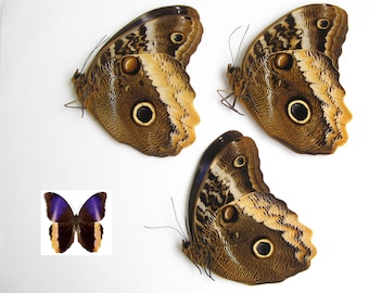 Mariposa búho Caligo atreus, 3 piezas al por mayor para obras de arte, marcos y colecciones de insectos taxidermia